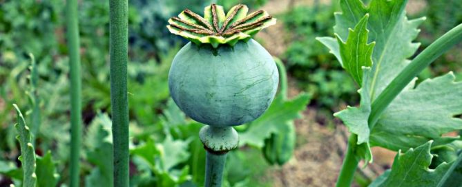 Opium